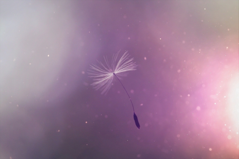 Bedürfnis oder Wunsch: Pusteblume vor lila Hintergrund